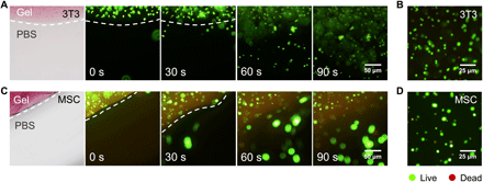 《Science Adv.》可注射光敏水凝胶,金属组装递送神经保护蛋白的图6